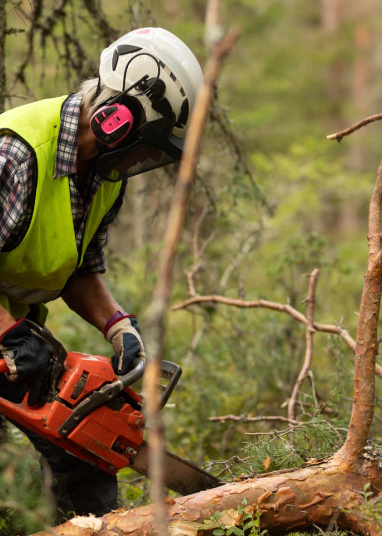 En skogshuggare i rutig skjorta, gul reflexväst och hjälm med hörselkåpor står med en motorsåg bland kapade träd i skogen och sågar.