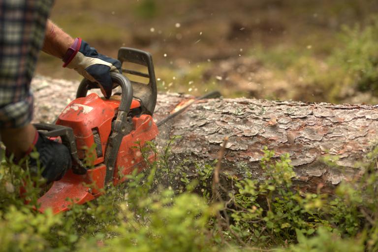 En bild av en motorsåg som sågar i en tjock trädstam.