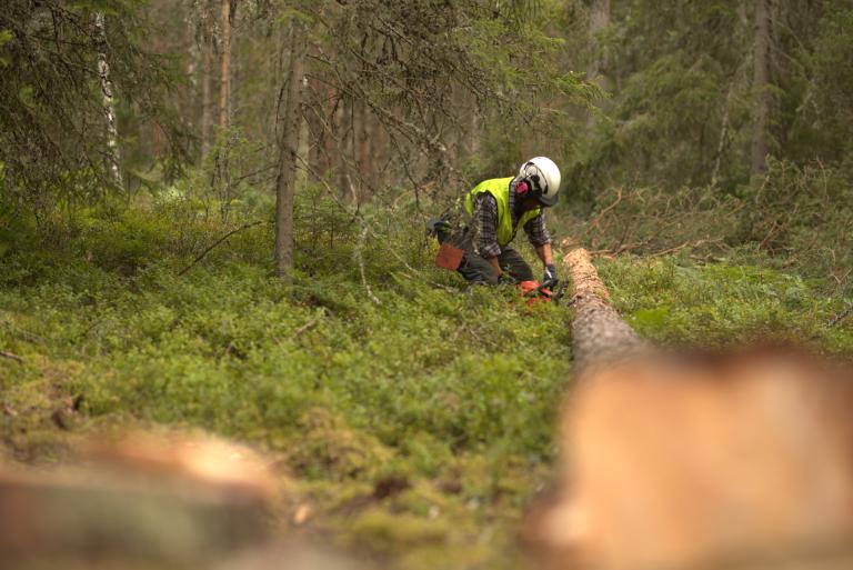 En skogshuggare arbetar med en trädstam i en frodig skog.