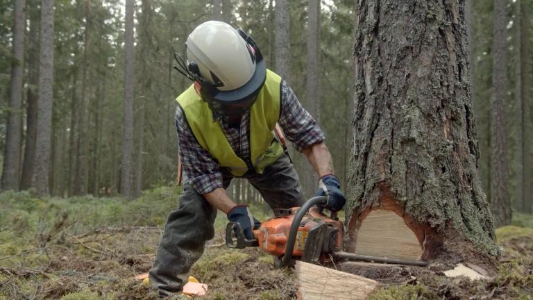 En skogshuggare i skogen sågar i en tjock trädstam.
