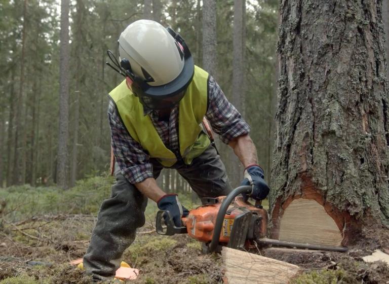 En skogshuggare i rutig skjorta, reflexväst och hjälm med skyddskåpor sågar i ett träd med en motorsåg i skogen.