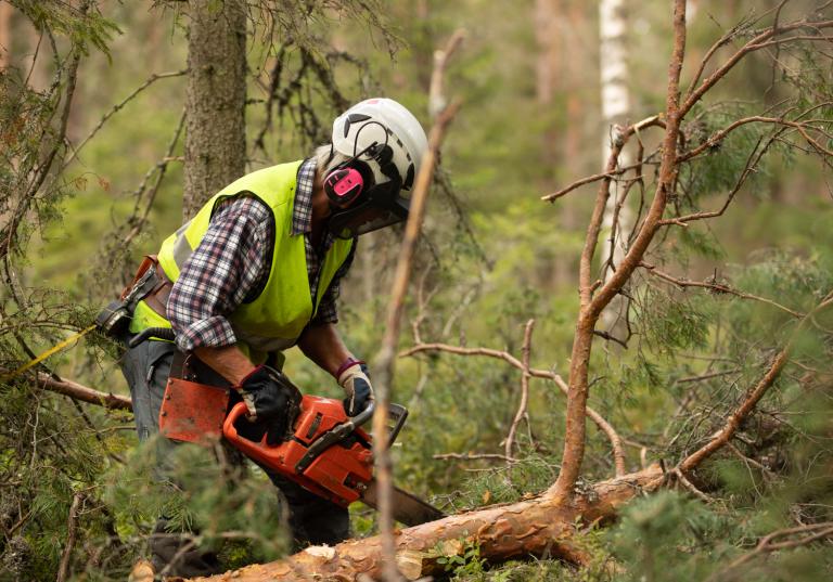 En skogshuggare sågar i en trädstam i en frodig skog.